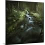 Small Stream in a Forest, Pirin National Park, Bansko, Bulgaria-null-Mounted Photographic Print