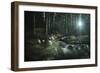 Small Stream in a Forest, Pirin National Park, Bansko, Bulgaria-null-Framed Photographic Print