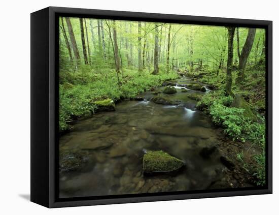 Small Stream in Dense Forest of Great Smoky Mountains National Park, Tennessee, USA-Darrell Gulin-Framed Stretched Canvas