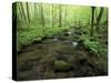 Small Stream in Dense Forest of Great Smoky Mountains National Park, Tennessee, USA-Darrell Gulin-Stretched Canvas