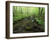 Small Stream in Dense Forest of Great Smoky Mountains National Park, Tennessee, USA-Darrell Gulin-Framed Premium Photographic Print