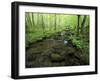 Small Stream in Dense Forest of Great Smoky Mountains National Park, Tennessee, USA-Darrell Gulin-Framed Premium Photographic Print