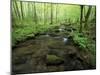 Small Stream in Dense Forest of Great Smoky Mountains National Park, Tennessee, USA-Darrell Gulin-Mounted Premium Photographic Print
