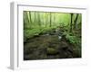 Small Stream in Dense Forest of Great Smoky Mountains National Park, Tennessee, USA-Darrell Gulin-Framed Photographic Print