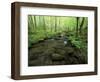 Small Stream in Dense Forest of Great Smoky Mountains National Park, Tennessee, USA-Darrell Gulin-Framed Photographic Print