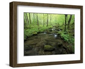 Small Stream in Dense Forest of Great Smoky Mountains National Park, Tennessee, USA-Darrell Gulin-Framed Photographic Print