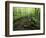 Small Stream in Dense Forest of Great Smoky Mountains National Park, Tennessee, USA-Darrell Gulin-Framed Photographic Print