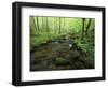 Small Stream in Dense Forest of Great Smoky Mountains National Park, Tennessee, USA-Darrell Gulin-Framed Photographic Print