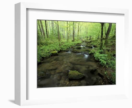 Small Stream in Dense Forest of Great Smoky Mountains National Park, Tennessee, USA-Darrell Gulin-Framed Photographic Print