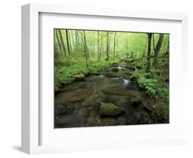 Small Stream in Dense Forest of Great Smoky Mountains National Park, Tennessee, USA-Darrell Gulin-Framed Photographic Print