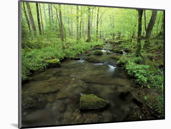 Small Stream in Dense Forest of Great Smoky Mountains National Park, Tennessee, USA-Darrell Gulin-Mounted Photographic Print