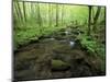 Small Stream in Dense Forest of Great Smoky Mountains National Park, Tennessee, USA-Darrell Gulin-Mounted Photographic Print