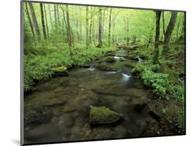 Small Stream in Dense Forest of Great Smoky Mountains National Park, Tennessee, USA-Darrell Gulin-Mounted Photographic Print
