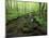 Small Stream in Dense Forest of Great Smoky Mountains National Park, Tennessee, USA-Darrell Gulin-Mounted Photographic Print