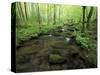 Small Stream in Dense Forest of Great Smoky Mountains National Park, Tennessee, USA-Darrell Gulin-Stretched Canvas