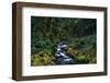 Small Stream Lined with Mossy Rocks in the Olympic National Park-Paul Souders-Framed Photographic Print