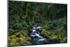 Small Stream Lined with Mossy Rocks in the Olympic National Park-Paul Souders-Mounted Photographic Print