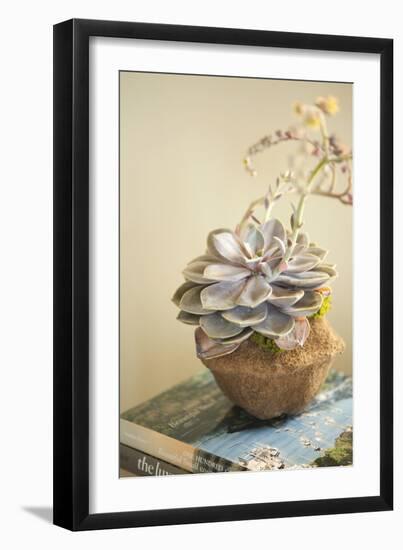 Small Succulent-Karyn Millet-Framed Photographic Print