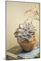 Small Succulent-Karyn Millet-Mounted Photographic Print