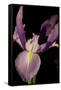 Small Sweet Iris I-Renee W. Stramel-Framed Stretched Canvas