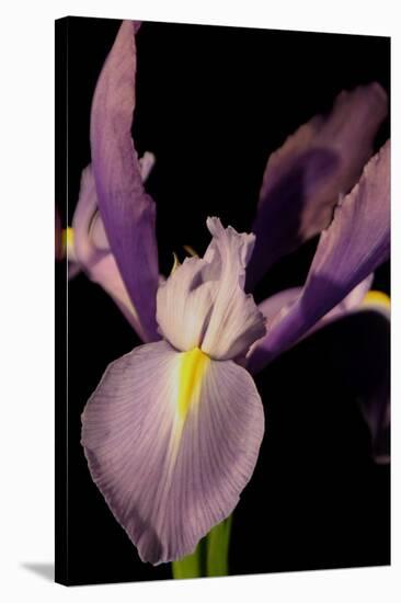 Small Sweet Iris I-Renee W. Stramel-Stretched Canvas