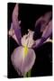 Small Sweet Iris I-Renee W. Stramel-Stretched Canvas