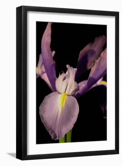 Small Sweet Iris I-Renee W. Stramel-Framed Art Print