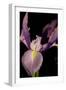 Small Sweet Iris I-Renee W. Stramel-Framed Art Print