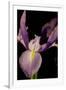 Small Sweet Iris I-Renee W. Stramel-Framed Art Print