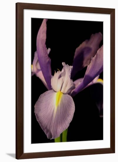 Small Sweet Iris I-Renee W. Stramel-Framed Art Print