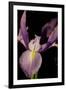 Small Sweet Iris I-Renee W. Stramel-Framed Art Print