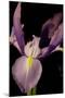 Small Sweet Iris I-Renee W. Stramel-Mounted Art Print