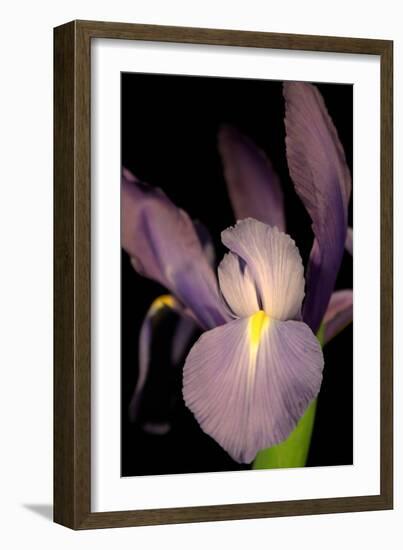 Small Sweet Iris II-Renee W. Stramel-Framed Art Print