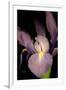 Small Sweet Iris II-Renee W. Stramel-Framed Art Print