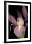 Small Sweet Iris II-Renee W. Stramel-Framed Art Print