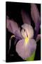 Small Sweet Iris II-Renee W. Stramel-Stretched Canvas