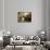 Small Talk-Karl the Elder Schweninger-Framed Stretched Canvas displayed on a wall
