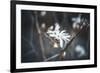 Small things-Philippe Sainte-Laudy-Framed Photographic Print