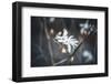 Small things-Philippe Sainte-Laudy-Framed Photographic Print