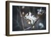 Small things-Philippe Sainte-Laudy-Framed Photographic Print