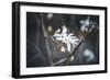 Small things-Philippe Sainte-Laudy-Framed Photographic Print