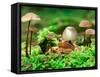 Small Toad Surrounded by Mushrooms, Jasmund National Park, Island of Ruegen, Germany-Christian Ziegler-Framed Stretched Canvas