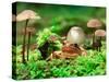 Small Toad Surrounded by Mushrooms, Jasmund National Park, Island of Ruegen, Germany-Christian Ziegler-Stretched Canvas