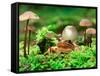 Small Toad Surrounded by Mushrooms, Jasmund National Park, Island of Ruegen, Germany-Christian Ziegler-Framed Stretched Canvas