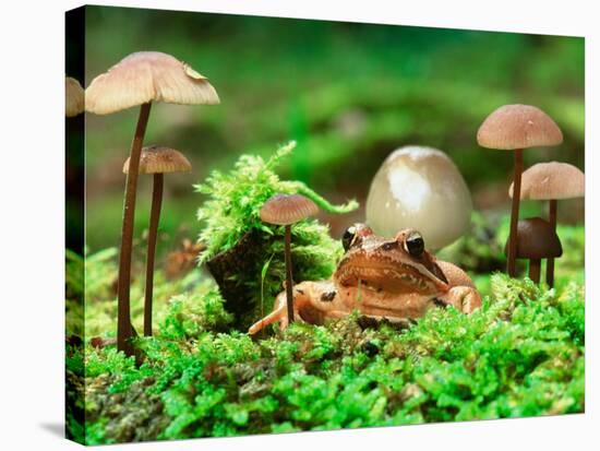 Small Toad Surrounded by Mushrooms, Jasmund National Park, Island of Ruegen, Germany-Christian Ziegler-Stretched Canvas