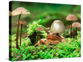 Small Toad Surrounded by Mushrooms, Jasmund National Park, Island of Ruegen, Germany-Christian Ziegler-Stretched Canvas