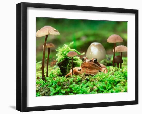 Small Toad Surrounded by Mushrooms, Jasmund National Park, Island of Ruegen, Germany-Christian Ziegler-Framed Premium Photographic Print
