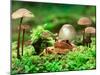 Small Toad Surrounded by Mushrooms, Jasmund National Park, Island of Ruegen, Germany-Christian Ziegler-Mounted Premium Photographic Print