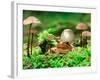 Small Toad Surrounded by Mushrooms, Jasmund National Park, Island of Ruegen, Germany-Christian Ziegler-Framed Photographic Print