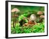 Small Toad Surrounded by Mushrooms, Jasmund National Park, Island of Ruegen, Germany-Christian Ziegler-Framed Photographic Print